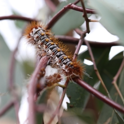 Chelepteryx collesi (White-stemmed Gum Moth) at Higgins, ACT - 3 Jan 2018 by Alison Milton