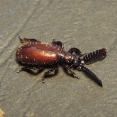 Arthropterus sp. (genus) (Ant nest beetle) at Greenway, ACT - 29 Nov 2017 by MichaelBedingfield