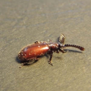 Arthropterus sp. (genus) at Greenway, ACT - 29 Nov 2017