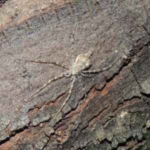 Tamopsis sp. (genus) at Conder, ACT - 21 Nov 2017