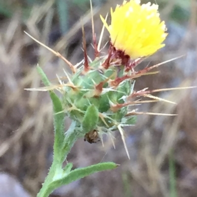 Centaurea melitensis (Maltese Cockspur, Cockspur Thistle) at Googong, NSW - 8 Dec 2017 by Wandiyali