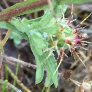 Centaurea melitensis at Googong, NSW - 8 Dec 2017