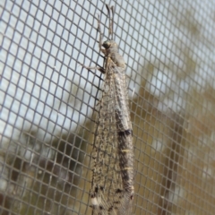 Bandidus canifrons (An Antlion Lacewing) at Pollinator-friendly garden Conder - 15 Nov 2017 by michaelb