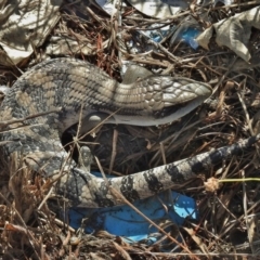 Tiliqua scincoides scincoides (Eastern Blue-tongue) at Hume, ACT - 7 Dec 2017 by JohnBundock