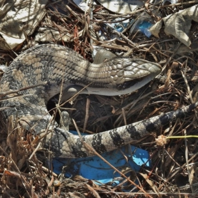 Tiliqua scincoides scincoides (Eastern Blue-tongue) at Hume, ACT - 6 Dec 2017 by JohnBundock