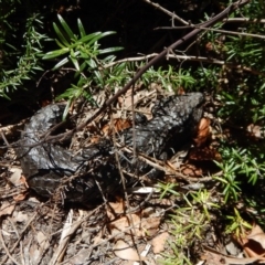 Tiliqua rugosa (Shingleback Lizard) at Cook, ACT - 7 Dec 2017 by CathB