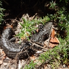 Tiliqua rugosa at Cook, ACT - 7 Dec 2017