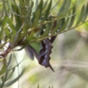 Graphium macleayanum at Cotter River, ACT - 7 Dec 2017 01:11 PM