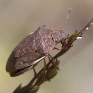 Dictyotus caenosus at Cotter River, ACT - 7 Dec 2017