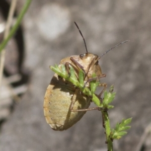 Dictyotus caenosus at Cotter River, ACT - 7 Dec 2017