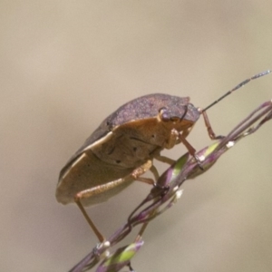 Dictyotus caenosus at Cotter River, ACT - 7 Dec 2017