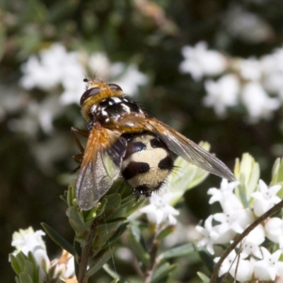 Microtropesa sp. (genus) (Tachinid fly) at Cotter River, ACT - 7 Dec 2017 by JudithRoach