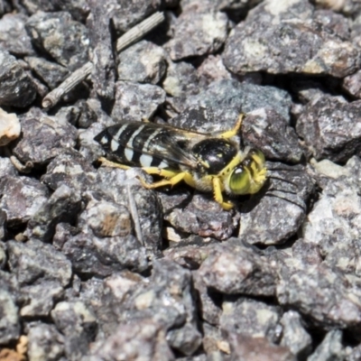 Bembix sp. (genus) (Unidentified Bembix sand wasp) at Fyshwick, ACT - 6 Dec 2017 by Alison Milton