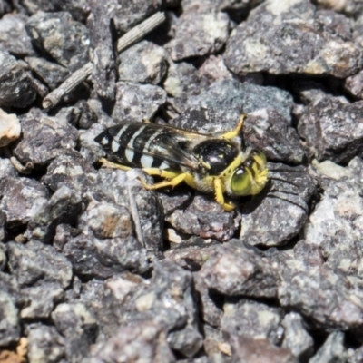 Bembix sp. (genus) (Unidentified Bembix sand wasp) at Jerrabomberra Wetlands - 7 Dec 2017 by AlisonMilton