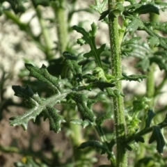 Senecio bathurstianus at Jerrabomberra, ACT - 7 Dec 2017