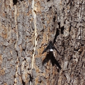 Anthrax sp. (genus) at Garran, ACT - 7 Dec 2017 09:50 AM