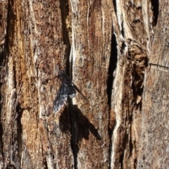 Anthrax sp. (genus) at Garran, ACT - 7 Dec 2017