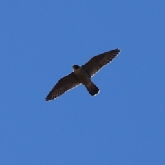 Falco peregrinus (Peregrine Falcon) at Symonston, ACT - 6 Dec 2017 by roymcd