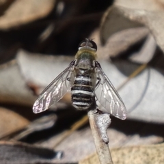 Villa sp. (genus) (Unidentified Villa bee fly) at Symonston, ACT - 6 Dec 2017 by roymcd