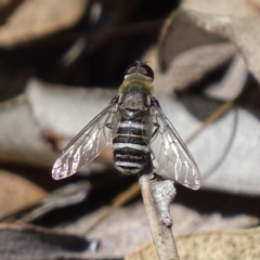 Villa sp. (genus) (Unidentified Villa bee fly) at Symonston, ACT - 7 Dec 2017 by roymcd