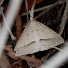 Epidesmia hypenaria (Long-nosed Epidesmia) at Paddys River, ACT - 3 Dec 2017 by HarveyPerkins