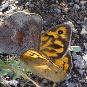 Heteronympha merope at Symonston, ACT - 7 Dec 2017