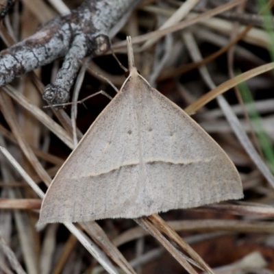 Epidesmia hypenaria (Long-nosed Epidesmia) at Paddys River, ACT - 3 Dec 2017 by HarveyPerkins