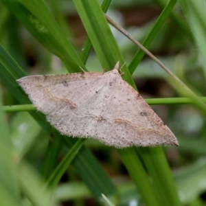 Taxeotis stereospila at Paddys River, ACT - 3 Dec 2017