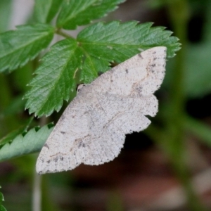 Taxeotis intextata at Paddys River, ACT - 3 Dec 2017