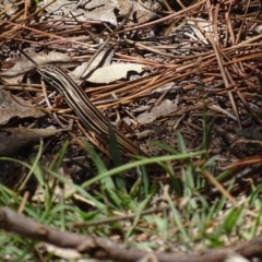 Ctenotus taeniolatus (Copper-tailed Skink) at Jerrabomberra, ACT - 22 Nov 2017 by roymcd