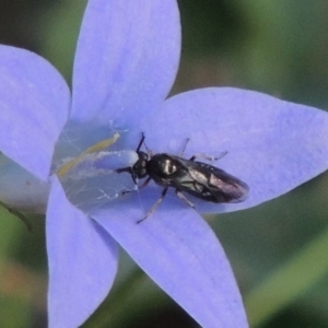 Pergidae sp. (family) at Conder, ACT - 28 Nov 2017