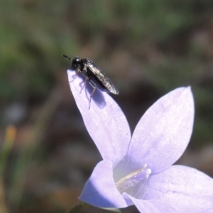 Pergidae sp. (family) at Conder, ACT - 28 Nov 2017