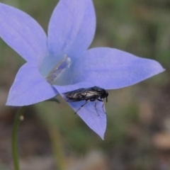 Pergidae sp. (family) at Conder, ACT - 28 Nov 2017