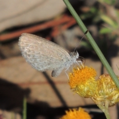 Zizina otis (Common Grass-Blue) at Conder, ACT - 28 Nov 2017 by michaelb