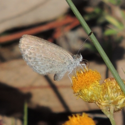 Zizina otis (Common Grass-Blue) at Conder, ACT - 28 Nov 2017 by michaelb