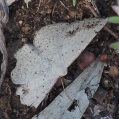 Taxeotis intextata (Looper Moth, Grey Taxeotis) at Rob Roy Range - 28 Nov 2017 by MichaelBedingfield