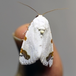 Chasmina pulchra at O'Connor, ACT - 7 Dec 2017