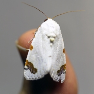 Chasmina pulchra at O'Connor, ACT - 7 Dec 2017 10:04 PM