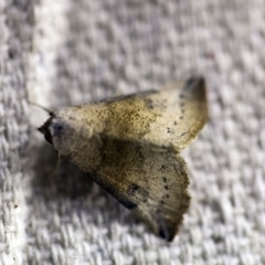 Mataeomera mesotaenia (Large Scale Moth) at O'Connor, ACT - 7 Dec 2017 by ibaird
