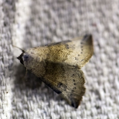 Mataeomera mesotaenia (Large Scale Moth) at O'Connor, ACT - 7 Dec 2017 by ibaird