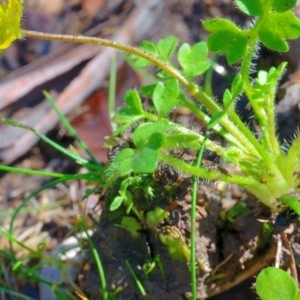 Ranunculus pimpinellifolius at Bolaro, NSW - 28 Nov 2017