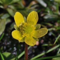 Ranunculus pimpinellifolius at Bolaro, NSW - 28 Nov 2017