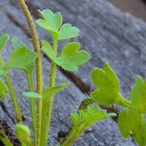 Ranunculus pimpinellifolius at Bolaro, NSW - 28 Nov 2017