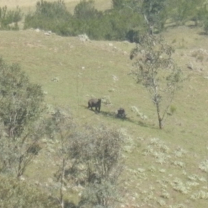 Osphranter robustus robustus at Stromlo, ACT - 8 Dec 2017 09:39 AM