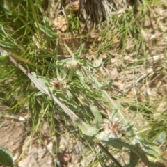 Centaurea melitensis (Maltese Cockspur, Cockspur Thistle) at Paddys River, ACT - 8 Dec 2017 by MichaelMulvaney