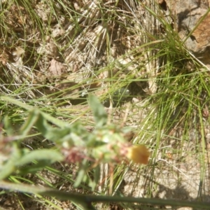 Centaurea melitensis at Paddys River, ACT - 8 Dec 2017