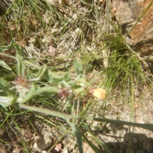 Centaurea melitensis at Paddys River, ACT - 8 Dec 2017