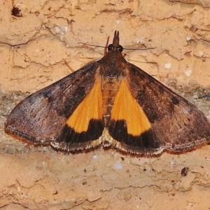 Uresiphita ornithopteralis at Wanniassa, ACT - 8 Dec 2017