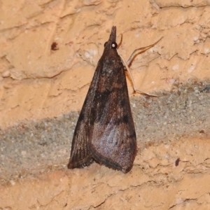 Uresiphita ornithopteralis at Wanniassa, ACT - 8 Dec 2017 08:55 PM