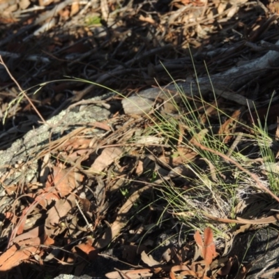 Poa sp. CNM1 (under review, formerly Poa meionectes) (Snow Grass) at Conder, ACT - 28 Nov 2017 by MichaelBedingfield